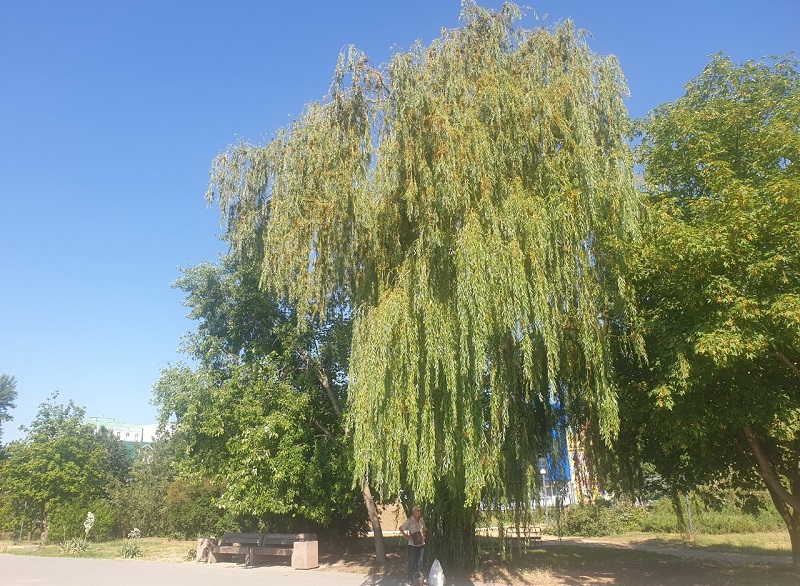 Их напоили 30 тысяч волгодонцев: гигантские ивы выросли на дырявой канализации в Волгодонске 