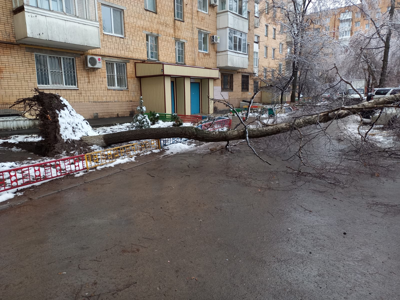 Колоссальный ущерб природным ресурсам: в Волгодонске повалены сотни деревьев