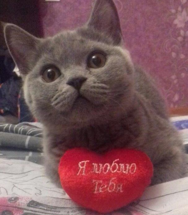 Доча в конкурсе «Самый красивый кот-2017»