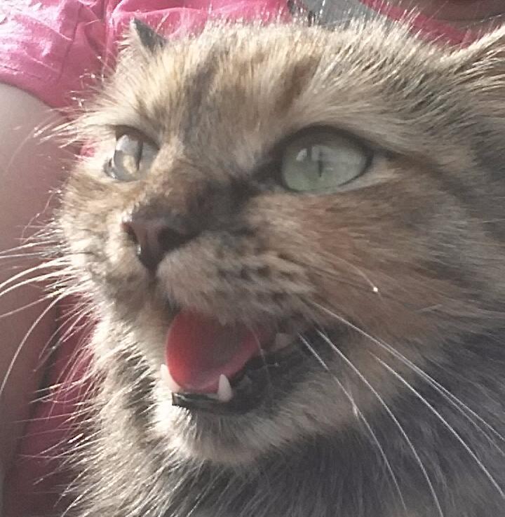 Манюня в конкурсе «Самый красивый кот-2017»