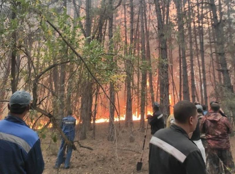 Пожароопасный режим объявлен во всех лесничествах Ростовской области 