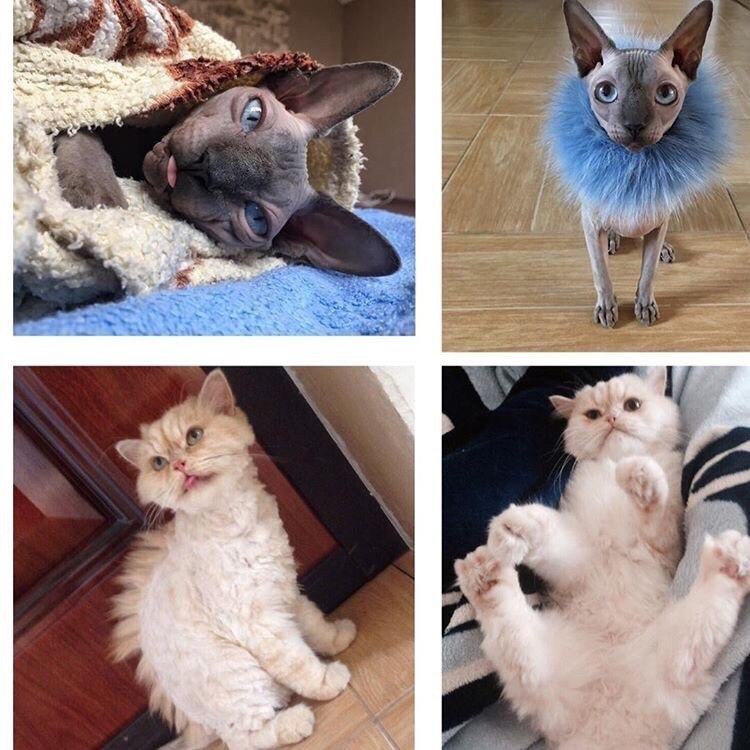 София и Никас в конкурсе «Самый красивый кот-2017»