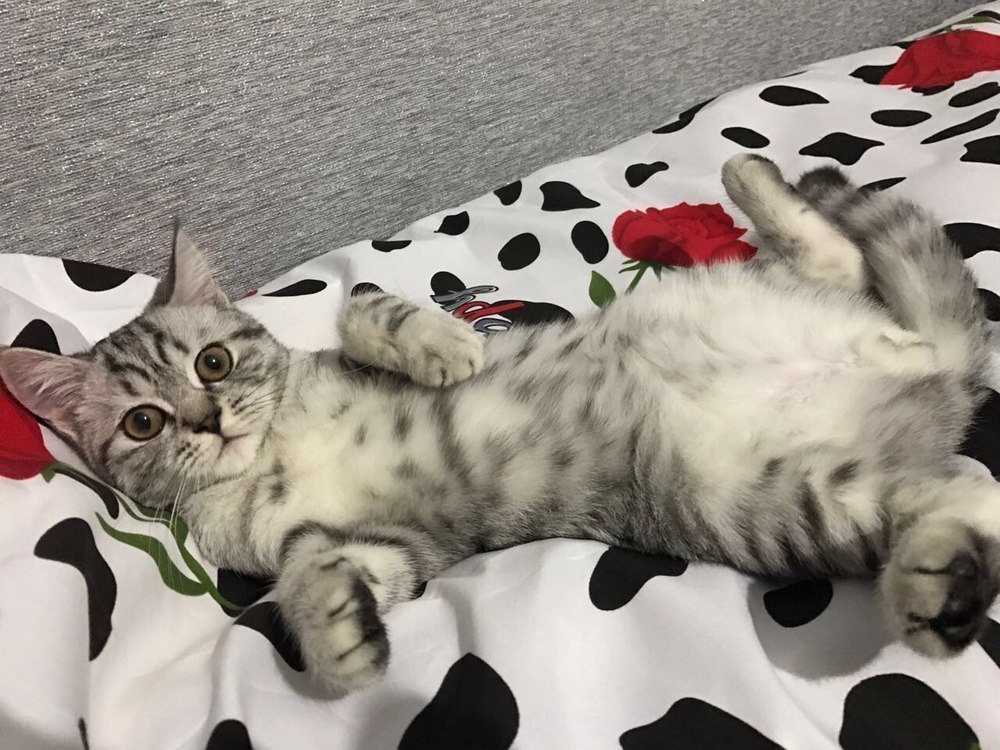 Скотч в конкурсе «Самый красивый кот-2017»