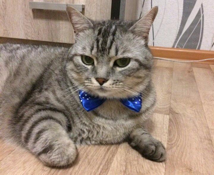 Воспитанный Оскар в конкурсе «Самый красивый кот-2017»