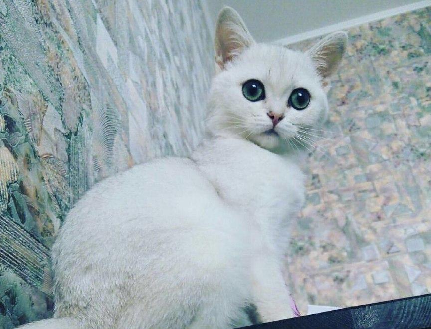 Шкодливая Шанечка в конкурсе «Самый красивый кот-2017»