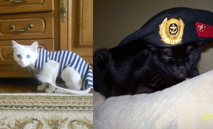 Аська и Юлька в конкурсе «Самый красивый кот-2017»