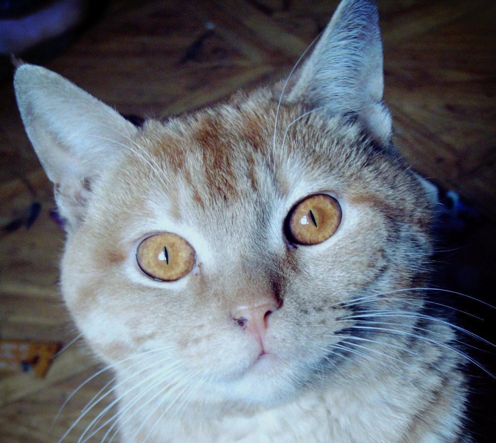 Малой в конкурсе «Самый красивый кот-2017»