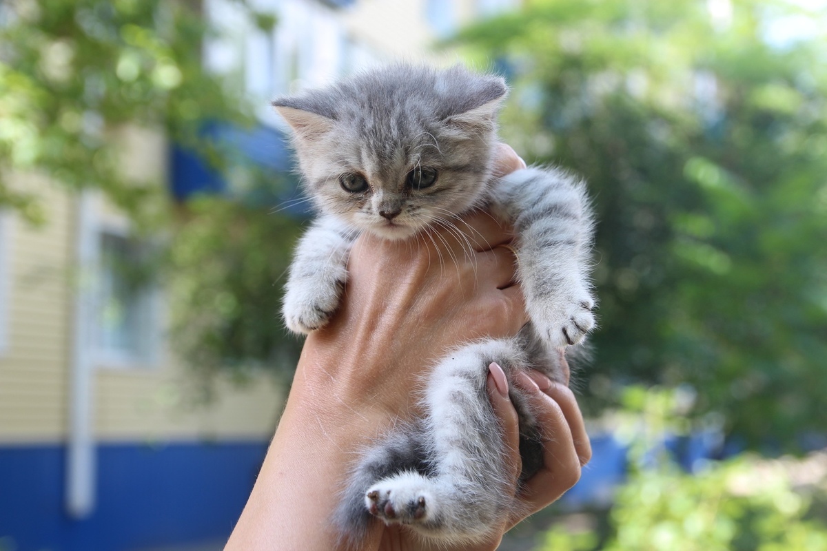 Котенок «Вискас» ищет своих хозяев