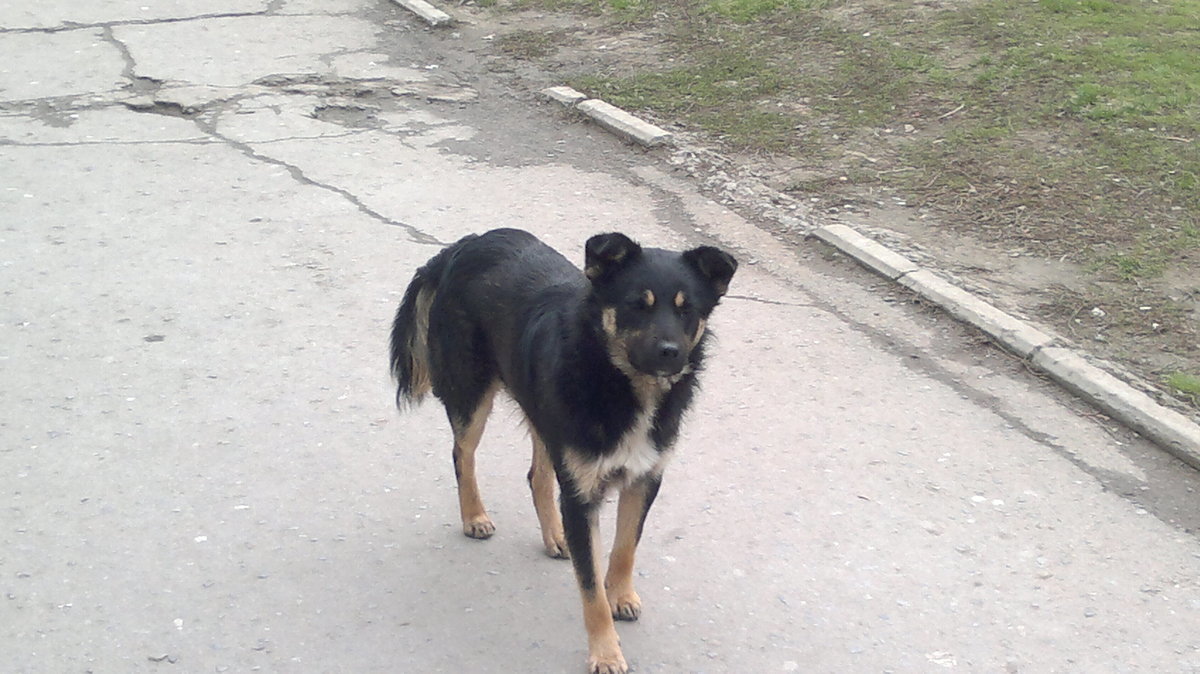 Волгодонец пожаловался на бродячих собак в квартале В-16