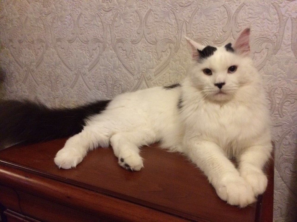 Витас в конкурсе «Самый красивый кот-2017»