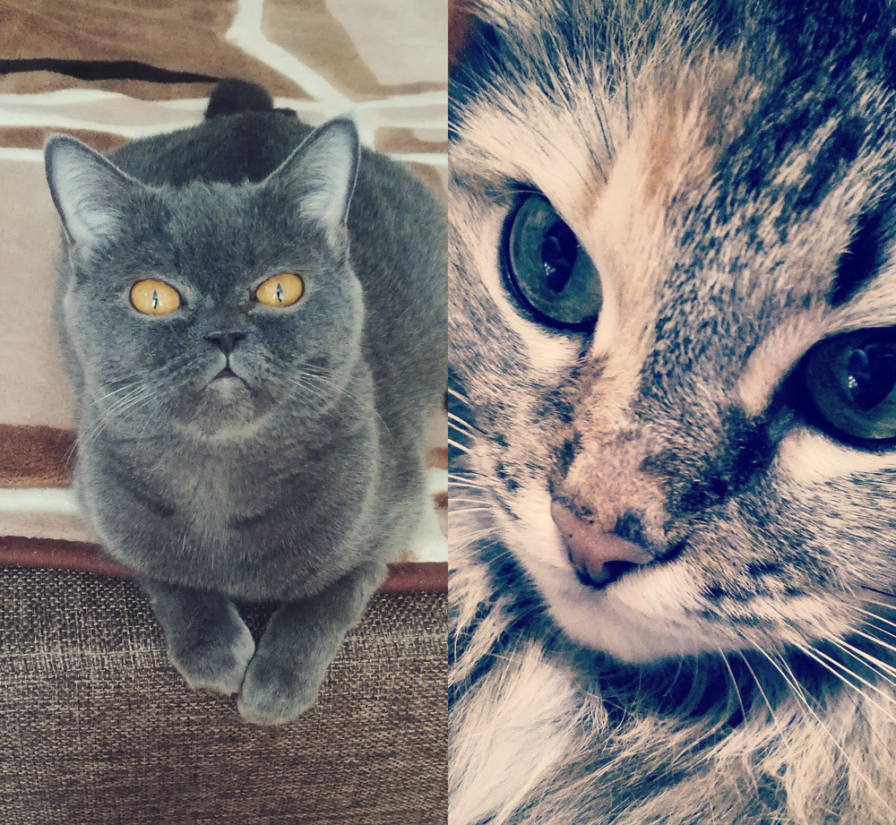 Красавицы Ева и Джессика в конкурсе «Самый красивый кот-2017»