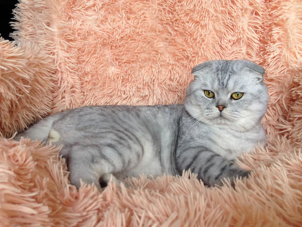 Шер-хан в конкурсе «Самый красивый кот-2017»
