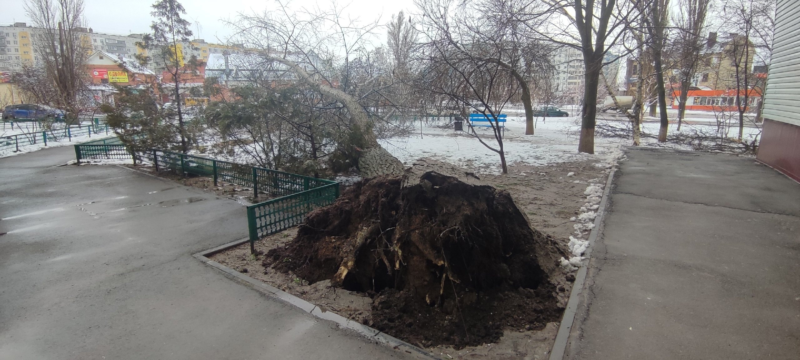 Колоссальный ущерб природным ресурсам: в Волгодонске повалены сотни деревьев