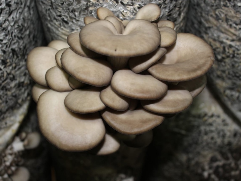В компании «Мир грибов» можно найти свежие и маринованные грибы