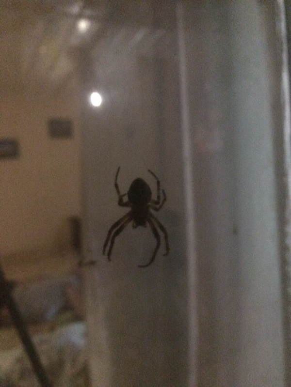 Спайдер туалет. Огромный паук в туалете. Огромный паук в ванне. Пауки дачного сортира.