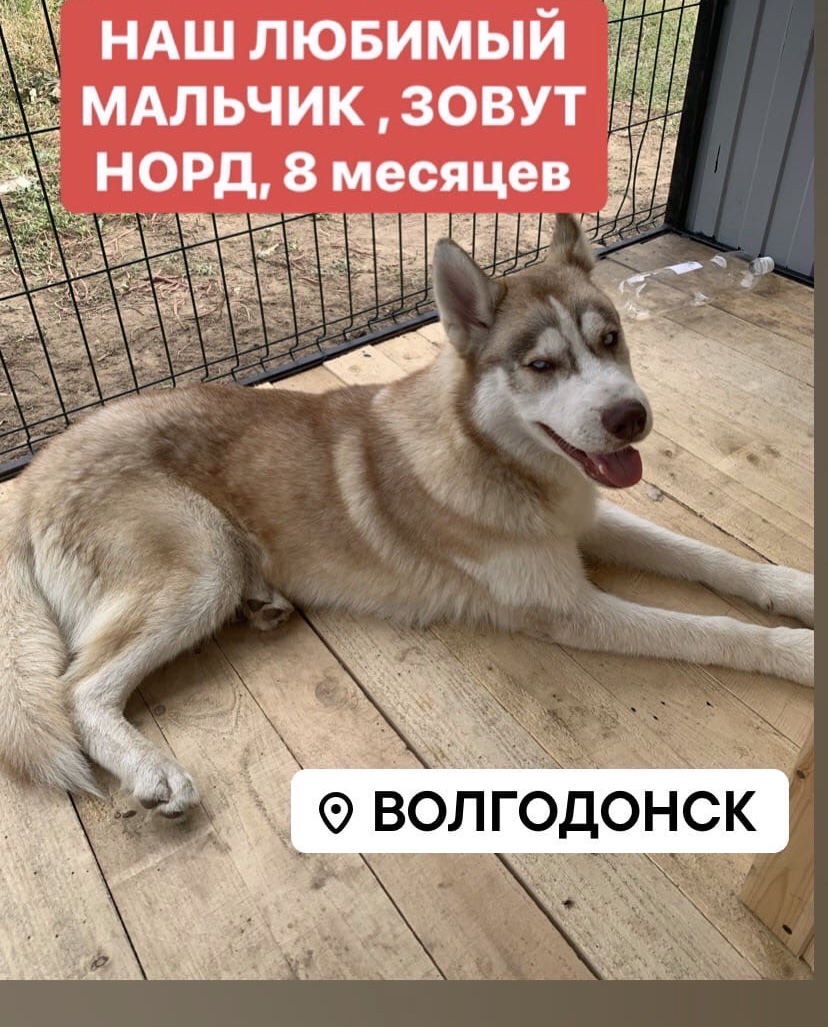 Украли собаку что делать. Украсть тебе собаку. Украли собаку объявления. Анекдот про собаку поводыря. Украли собаку что делать.