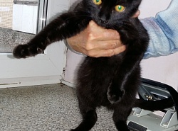 Отдам котенка в добрые руки.