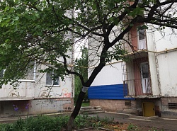 Опасное дерево!