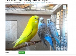 Продаются попугаи из ада