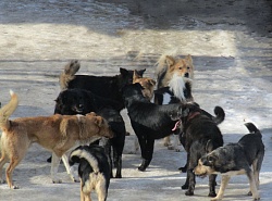 Агрессивные бродячие собаки в районе школы №22.