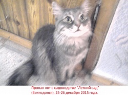 Пропал кот!
