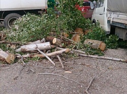 Пилят деревья на Степной