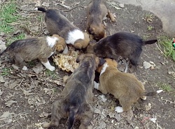 Друзья! Помогите, найти малышам хорошую семью!