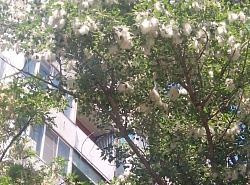 Тополиный пух……