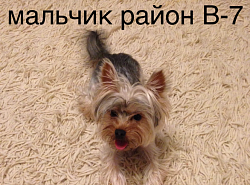 ПРОПАЛА СОБАКА