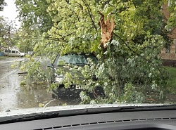 Дерево упало на машину