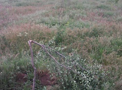 Сломали все деревья на поле 