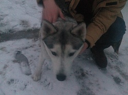 Найдена собака.