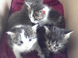 НАМ НУЖЕН ДОМ!!!