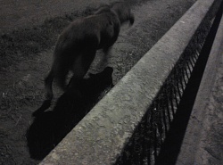 Таксист сбил собаку и уехал