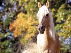 Лошади загадили город!!!