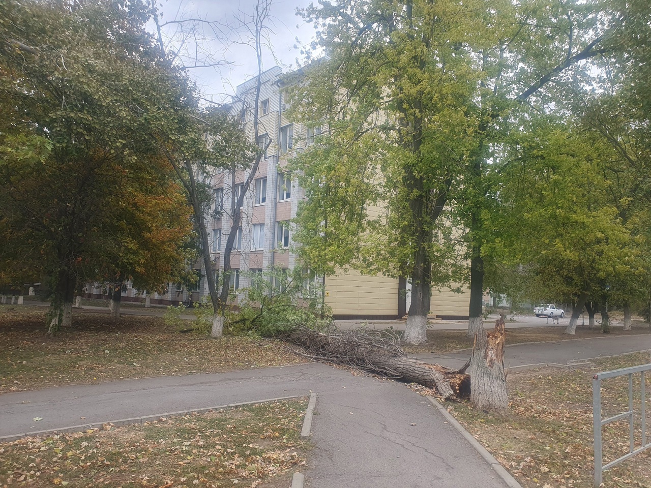 До 80 км/ч и выше: сильный ветер крушит и валит деревья по всему  Волгодонску | 08.10.2023 | Волгодонск - БезФормата