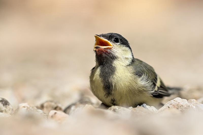 Фото: Википедия 
